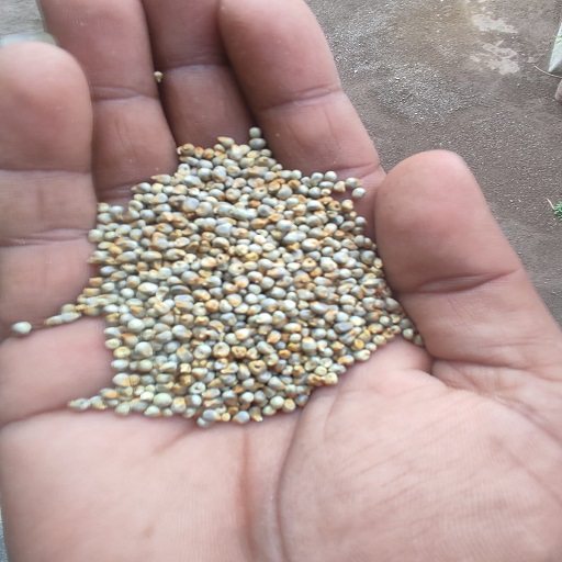 Organic millet